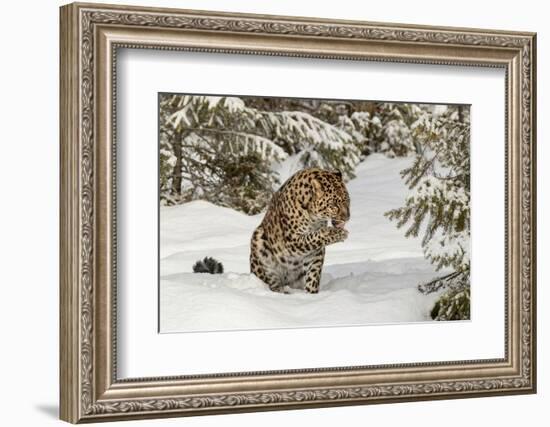 Amur Leopard in winter.-Adam Jones-Framed Photographic Print