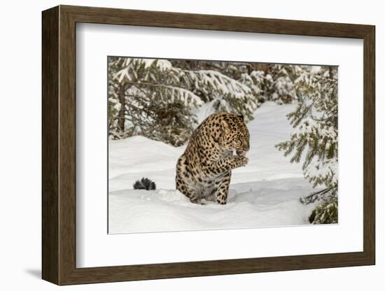 Amur Leopard in winter.-Adam Jones-Framed Photographic Print