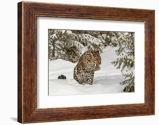Amur Leopard in winter.-Adam Jones-Framed Photographic Print