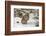 Amur Leopard in winter.-Adam Jones-Framed Photographic Print