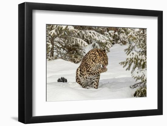 Amur Leopard in winter.-Adam Jones-Framed Photographic Print