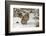 Amur Leopard in winter.-Adam Jones-Framed Photographic Print