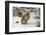 Amur Leopard in winter.-Adam Jones-Framed Photographic Print