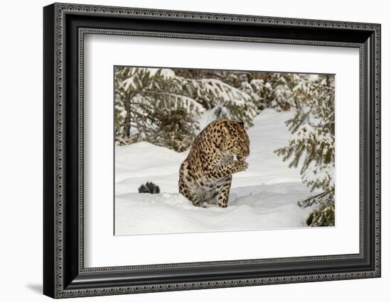 Amur Leopard in winter.-Adam Jones-Framed Photographic Print