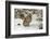 Amur Leopard in winter.-Adam Jones-Framed Photographic Print