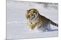 Premium Photographic Print