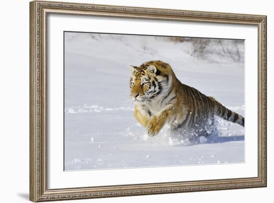 Amur Tiger in Winter Snow-null-Framed Photographic Print