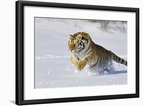 Amur Tiger in Winter Snow-null-Framed Photographic Print