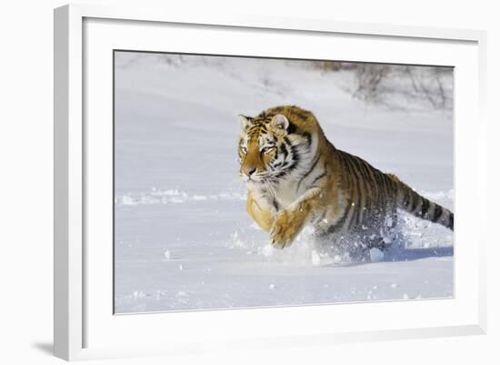 Amur Tiger in Winter Snow-null-Framed Photographic Print