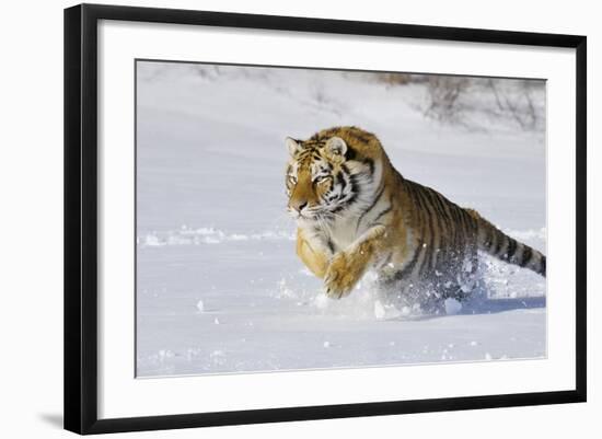 Amur Tiger in Winter Snow-null-Framed Photographic Print