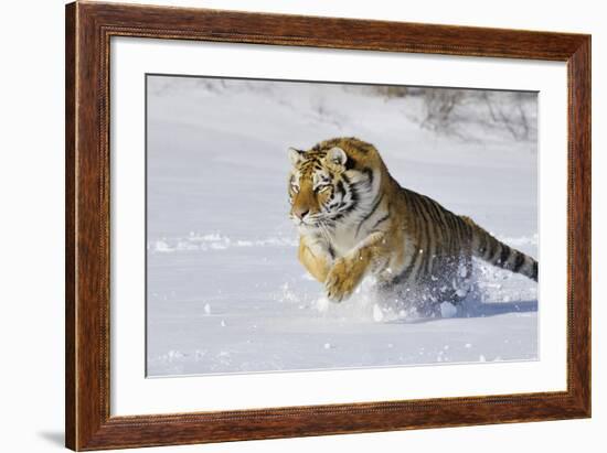 Amur Tiger in Winter Snow-null-Framed Photographic Print