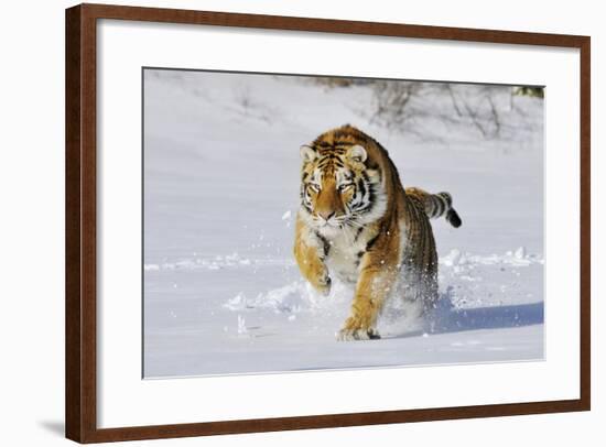 Amur Tiger in Winter Snow-null-Framed Photographic Print