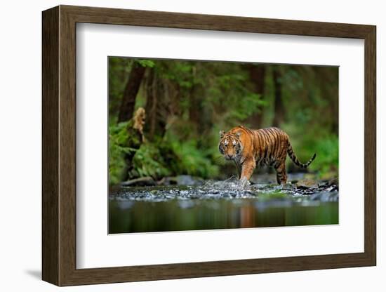 Amur Tiger Walking in the Water. Dangerous Animal, Taiga, Russia. Animal in Green Forest Stream. Gr-Ondrej Prosicky-Framed Photographic Print