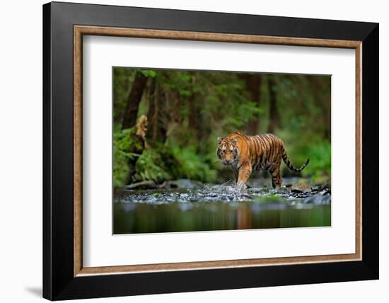 Amur Tiger Walking in the Water. Dangerous Animal, Taiga, Russia. Animal in Green Forest Stream. Gr-Ondrej Prosicky-Framed Photographic Print