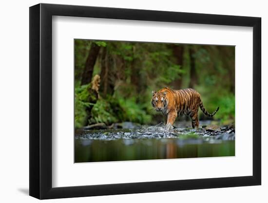 Amur Tiger Walking in the Water. Dangerous Animal, Taiga, Russia. Animal in Green Forest Stream. Gr-Ondrej Prosicky-Framed Photographic Print