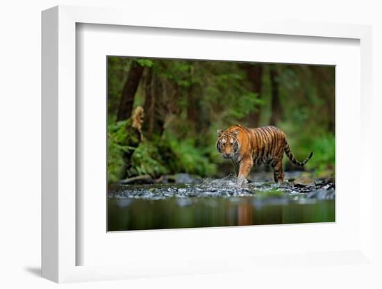 Amur Tiger Walking in the Water. Dangerous Animal, Taiga, Russia. Animal in Green Forest Stream. Gr-Ondrej Prosicky-Framed Photographic Print