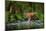 Amur Tiger Walking in the Water. Dangerous Animal, Taiga, Russia. Animal in Green Forest Stream. Gr-Ondrej Prosicky-Mounted Photographic Print