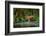Amur Tiger Walking in the Water. Dangerous Animal, Taiga, Russia. Animal in Green Forest Stream. Gr-Ondrej Prosicky-Framed Photographic Print