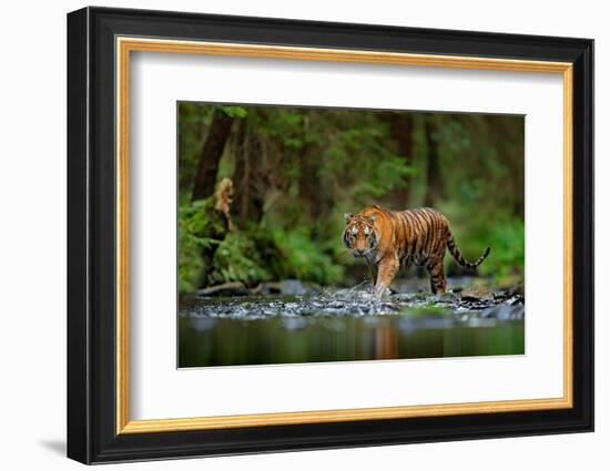 Amur Tiger Walking in the Water. Dangerous Animal, Taiga, Russia. Animal in Green Forest Stream. Gr-Ondrej Prosicky-Framed Photographic Print