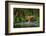 Amur Tiger Walking in the Water. Dangerous Animal, Taiga, Russia. Animal in Green Forest Stream. Gr-Ondrej Prosicky-Framed Photographic Print