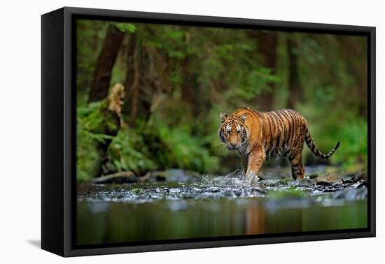 Amur Tiger Walking in the Water. Dangerous Animal, Taiga, Russia. Animal in Green Forest Stream. Gr-Ondrej Prosicky-Framed Premier Image Canvas