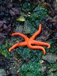 Orange Starfish on Rocks-Amy And Chuck Wiley/wales-Framed Photographic Print