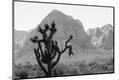 Photographic Print