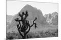 Photographic Print