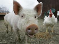 Pigs across America, Ravenna, Ohio-Amy Sancetta-Photographic Print