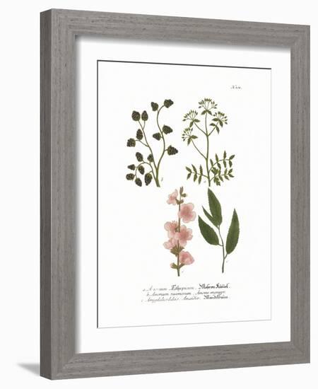 Amygadalus Dulcis-The Vintage Collection-Framed Giclee Print