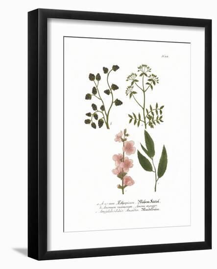 Amygadalus Dulcis-The Vintage Collection-Framed Giclee Print