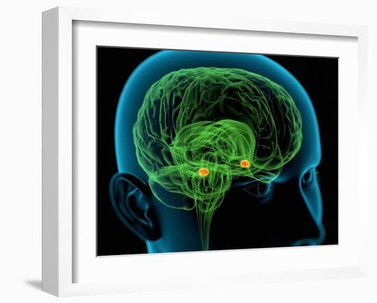 Amygdala In the Brain, Artwork-Roger Harris-Framed Photographic Print