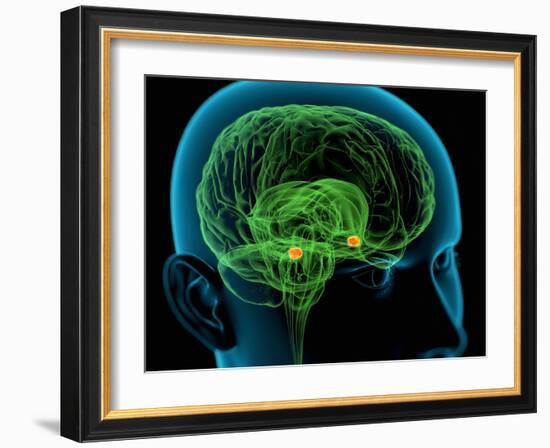 Amygdala In the Brain, Artwork-Roger Harris-Framed Photographic Print