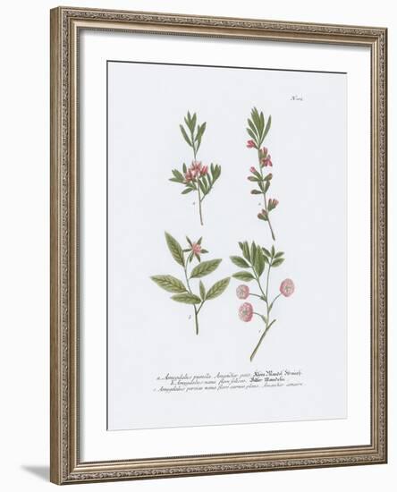 Amygdalus-Maria Mendez-Framed Giclee Print