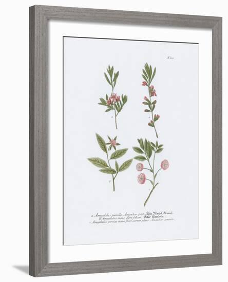 Amygdalus-Maria Mendez-Framed Giclee Print