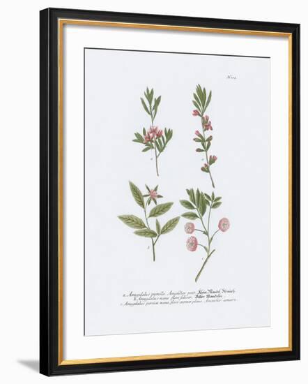 Amygdalus-Maria Mendez-Framed Giclee Print