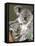 An 8-Month-Old Koala Joey-null-Framed Premier Image Canvas