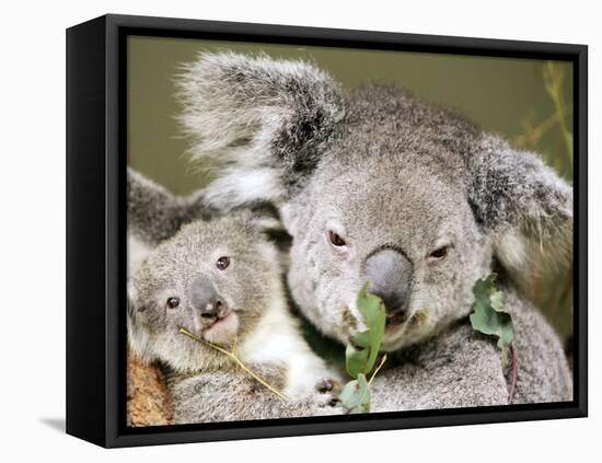 An 8-Month-Old Koala Joey-null-Framed Premier Image Canvas