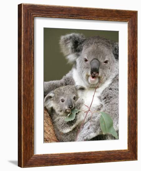 An 8-Month-Old Koala Joey-null-Framed Photographic Print