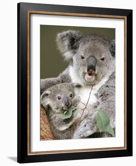 An 8-Month-Old Koala Joey-null-Framed Photographic Print