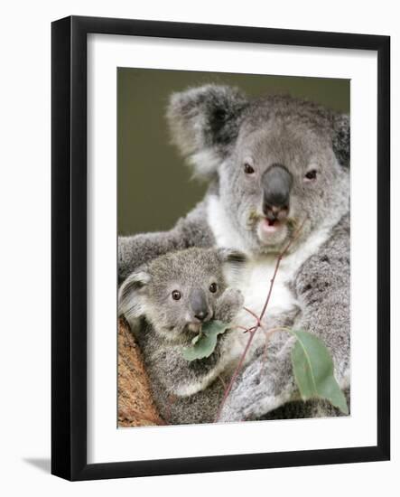 An 8-Month-Old Koala Joey-null-Framed Photographic Print