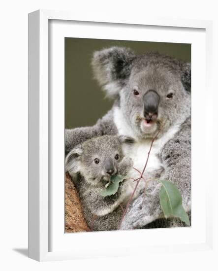 An 8-Month-Old Koala Joey-null-Framed Photographic Print