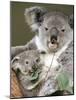 An 8-Month-Old Koala Joey-null-Mounted Photographic Print