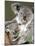 An 8-Month-Old Koala Joey-null-Mounted Photographic Print