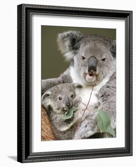 An 8-Month-Old Koala Joey-null-Framed Photographic Print