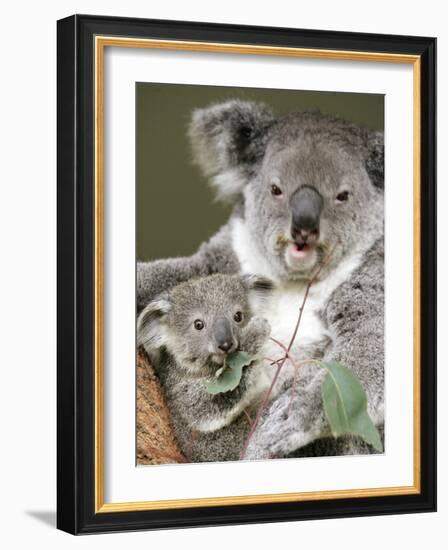 An 8-Month-Old Koala Joey-null-Framed Photographic Print