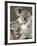 An 8-Month-Old Koala Joey-null-Framed Photographic Print