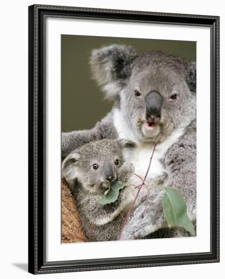 An 8-Month-Old Koala Joey-null-Framed Photographic Print