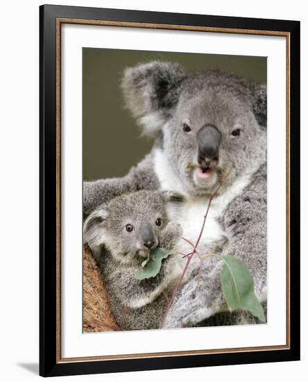 An 8-Month-Old Koala Joey-null-Framed Photographic Print