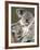 An 8-Month-Old Koala Joey-null-Framed Photographic Print